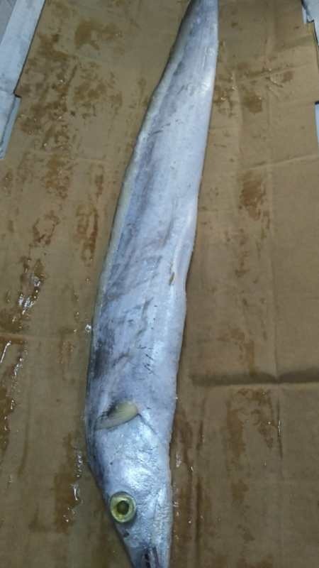 带鱼10kg